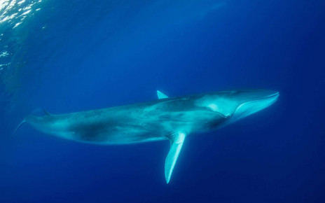 Sound waves from fin whale songs could help us study the Earth’s crust