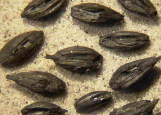 Oldest evidence of malted barley shows ancient Scandinavians made beer