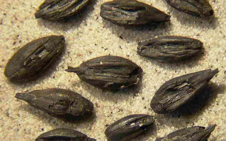 Oldest evidence of malted barley shows ancient Scandinavians made beer