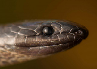 A shadow snake has been rediscovered in Ecuador after 54 years