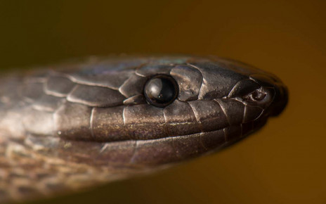 A shadow snake has been rediscovered in Ecuador after 54 years