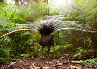 Male lyrebirds imitate a flock of birds to scare females into mating