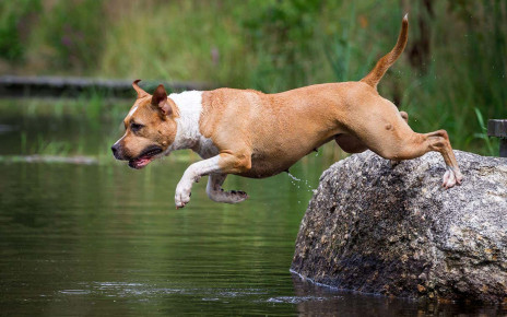 Dogs prove they are aware of their own bodies when playing fetch