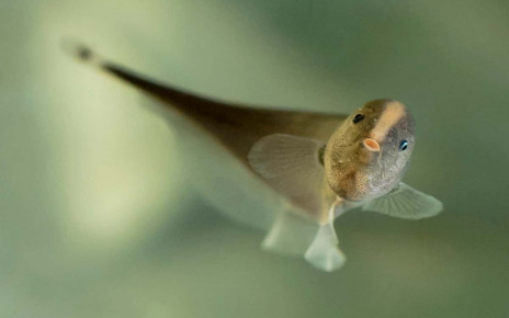 Knifefish use electric fields to develop a complex social hierarchy
