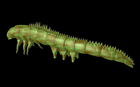 Ancient caterpillar had armoured spikes to protect it from early birds