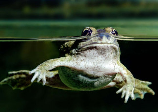 Some frogs stop being able to jump if they become dehydrated