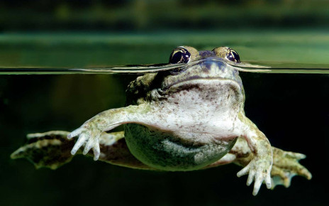 Some frogs stop being able to jump if they become dehydrated
