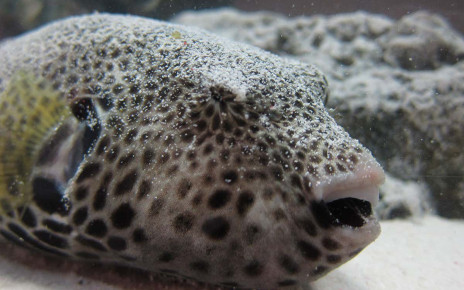 Pufferfish blink by pulling in their eyeballs and puckering their skin