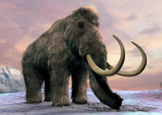 Woolly mammoths were hit by climate change but humans wiped them out