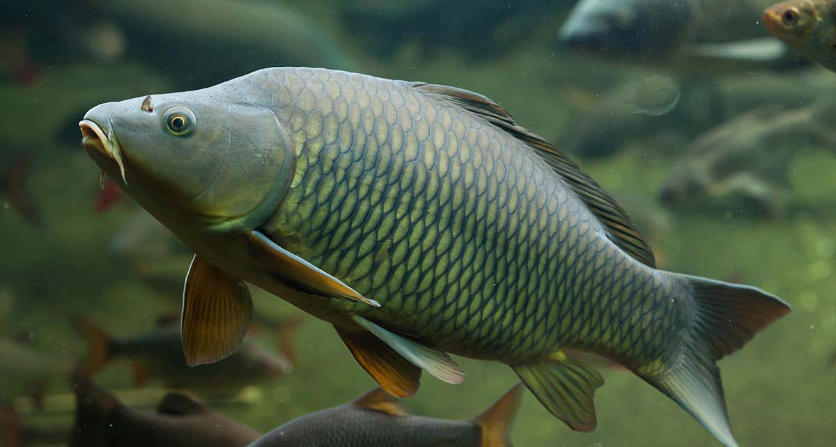 Australian government may use herpes virus to control invasive carp
