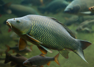 Australian government may use herpes virus to control invasive carp
