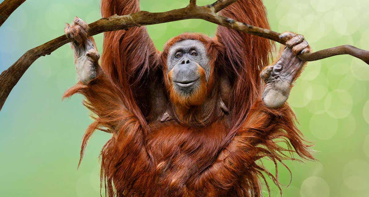 Orangutans create new ways to communicate with each other in captivity