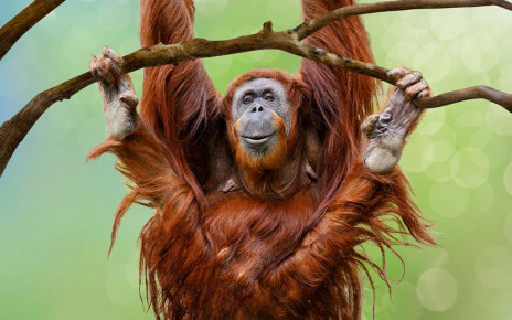 Orangutans create new ways to communicate with each other in captivity