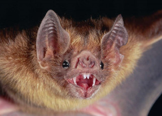 Vampire bat adopts orphan baby bat after untimely death of its mother