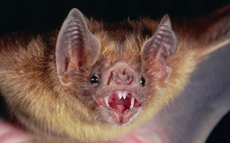 Vampire bat adopts orphan baby bat after untimely death of its mother