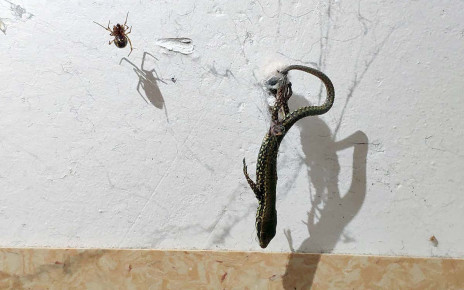 Some spiders use their silk to hoist helpless prey so it cannot escape