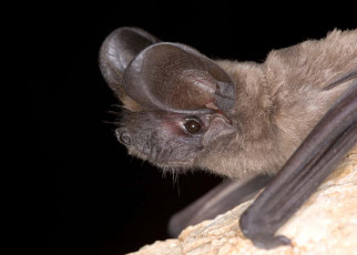 Bats soar to heights of 1600 metres by riding late night winds