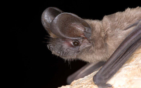 Bats soar to heights of 1600 metres by riding late night winds