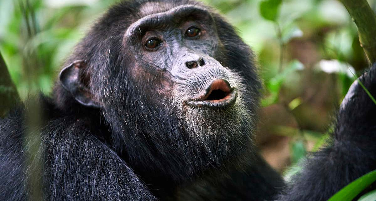 Chimpanzees seem to 'speak' in sentences of three or more calls