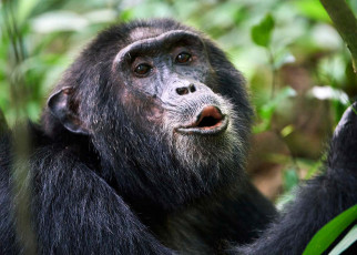 Chimpanzees seem to 'speak' in sentences of three or more calls