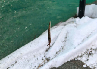 Watch a slug use a thin thread of slime as a slide to reach the ground