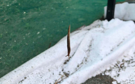 Watch a slug use a thin thread of slime as a slide to reach the ground