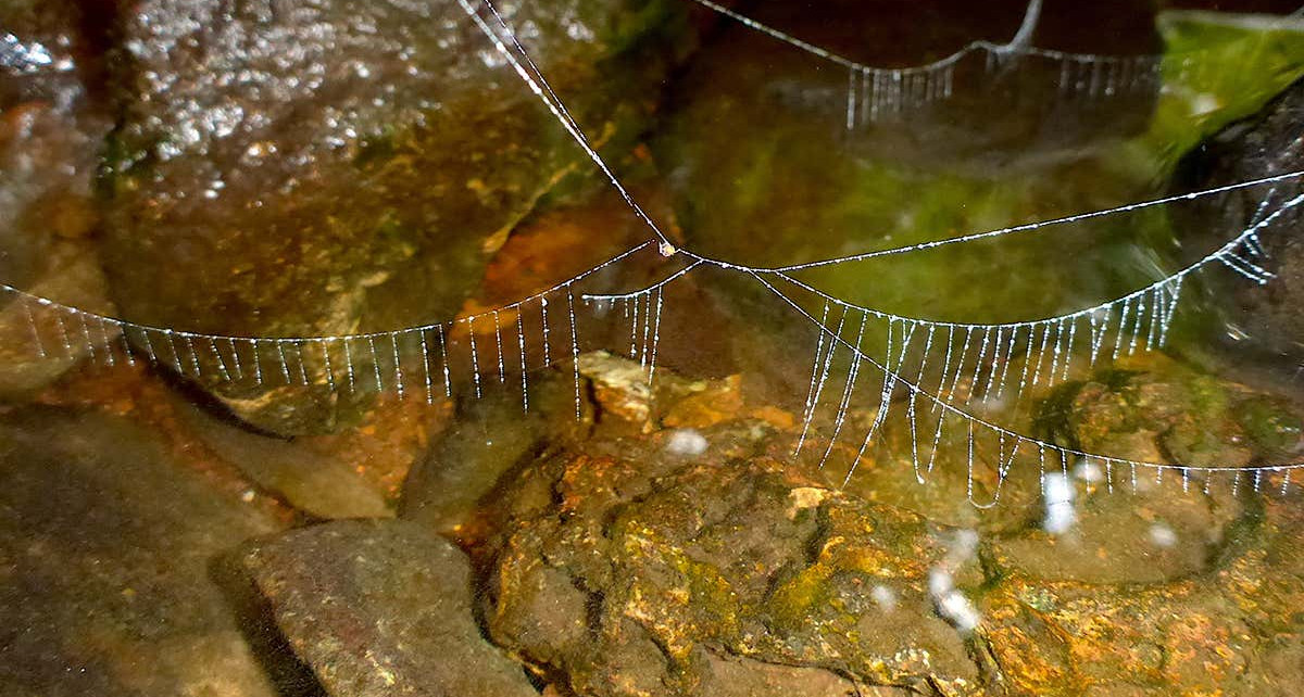 A tiny spider can spin different types of web for land, air and water