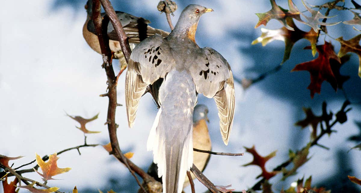 Genetics leaves little doubt that humans wiped out passenger pigeons