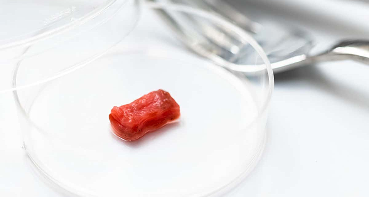 Lab-grown meat now mimics muscle fibres like those found in steak