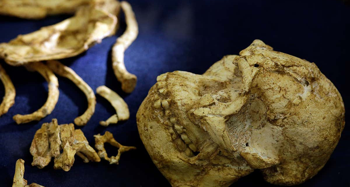 ‘Little Foot’ hominin was either ill or very hungry in her childhood
