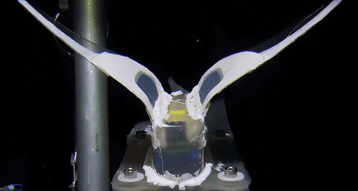 A submersible soft robot survived the pressure in the Mariana trench