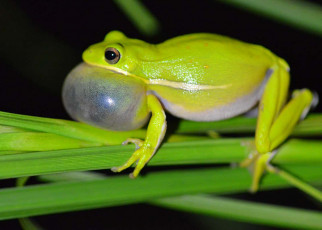 Some frogs have noise-cancelling lungs to dampen other species’ calls