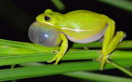 Some frogs have noise-cancelling lungs to dampen other species’ calls