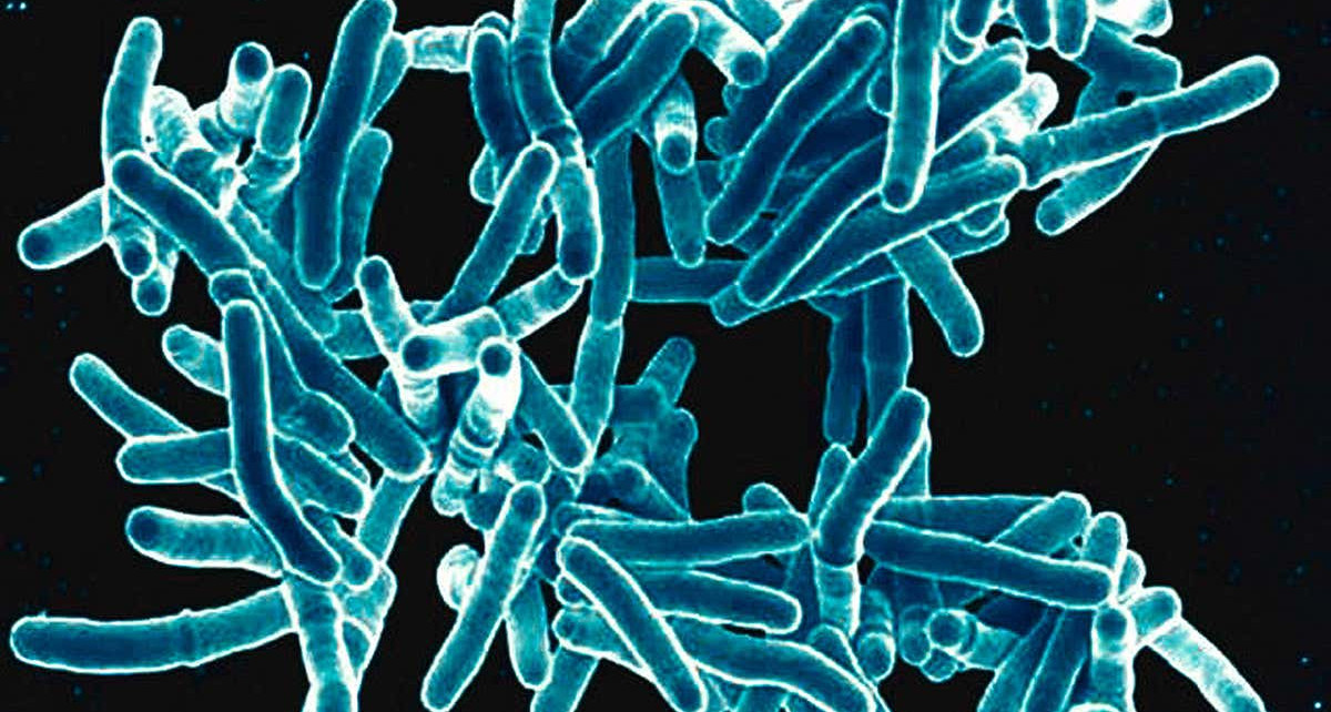 People of European descent evolved resistance to TB over 10,000 years