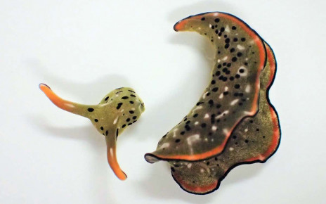 Some sea slugs behead themselves and then regrow their bodies