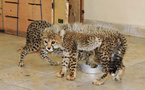 More than 4000 cheetahs have been trafficked in the past decade