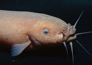 Electric catfish cannot be shocked and scientists don’t know why