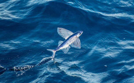 Altered bioelectric genes give zebrafish wings like flying fish