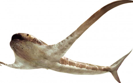 Bizarre 'manta shark' slowly cruised the oceans 93 million years ago