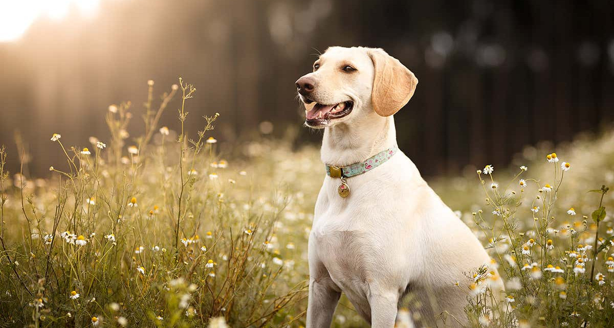 Parasites may make dogs smell good to disease-spreading sandflies