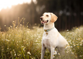 Parasites may make dogs smell good to disease-spreading sandflies