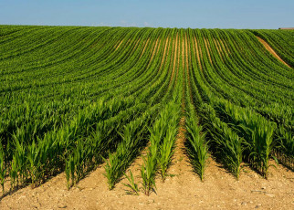 The EU could greatly reduce carbon emissions by embracing GM crops