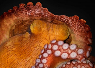 Octopuses may be able to dream and change colour when sleeping