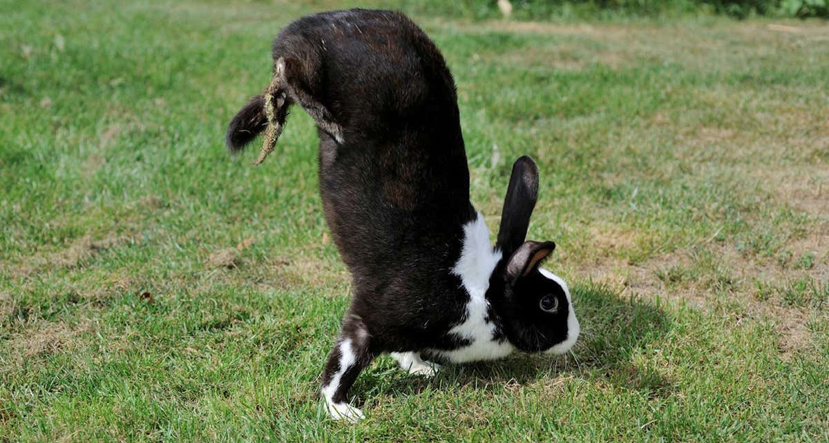 Some rabbits walk on their front feet with their back legs in the air