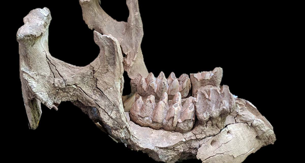 An ancient rattlesnake lived in the jaw of a dead mastodon