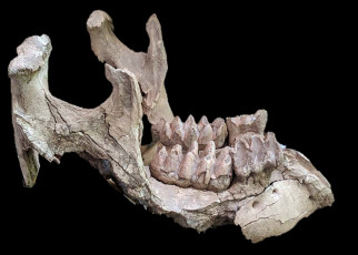 An ancient rattlesnake lived in the jaw of a dead mastodon