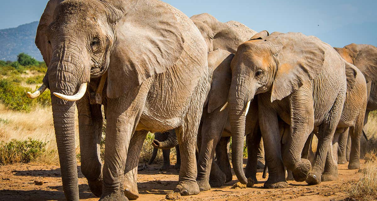 Both species of African elephants are now officially endangered