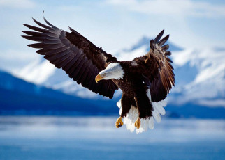 Mysterious death of bald eagles in US explained by bromide poisoning