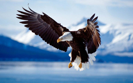 Mysterious death of bald eagles in US explained by bromide poisoning