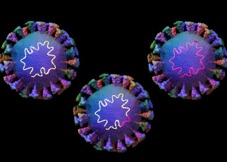 Hybrid coronaviruses from merged variants are spreading between people
